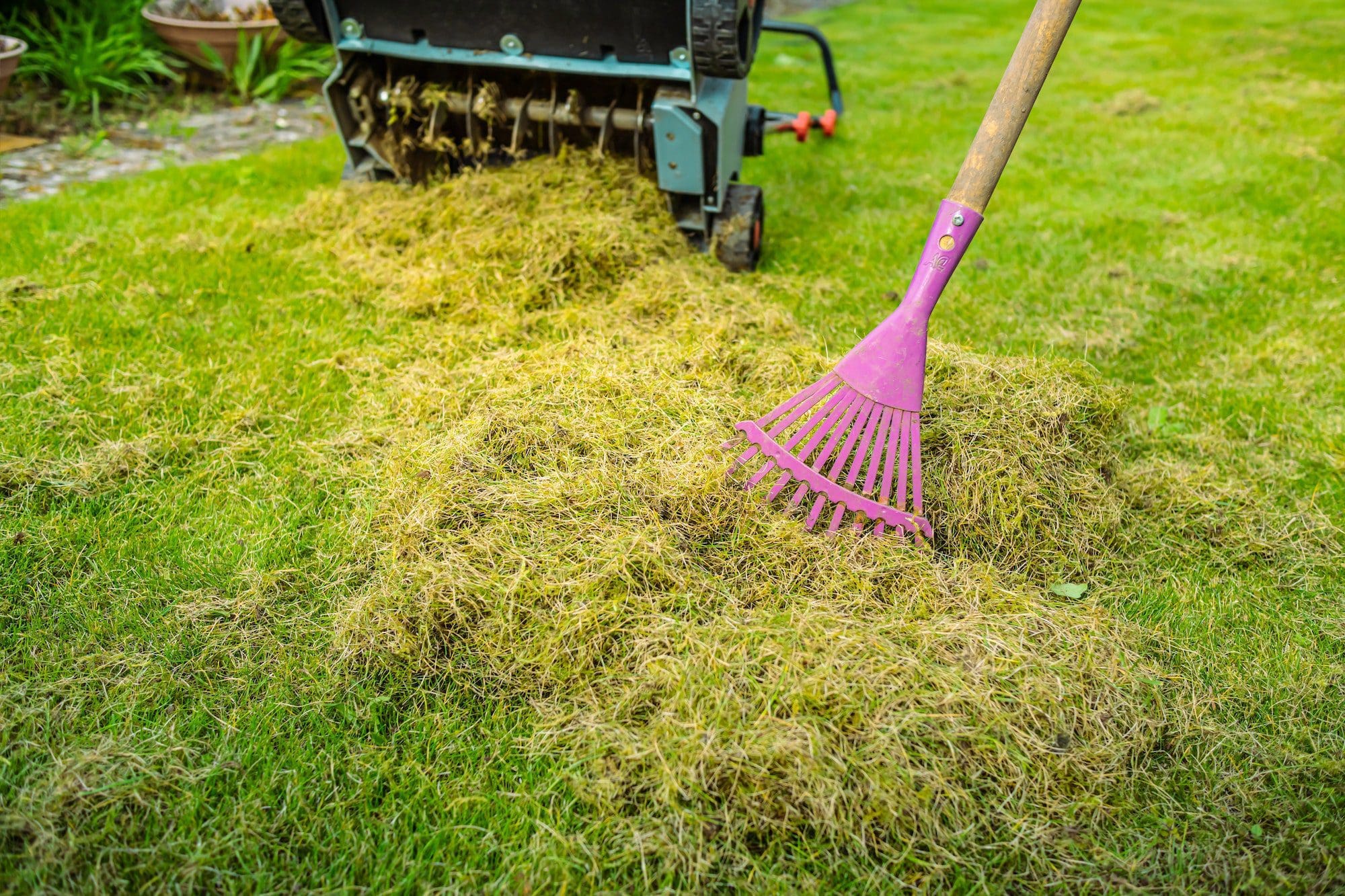 Lawn care - verticut, thatch the grass, aerating and scarifying the lawn in the garden